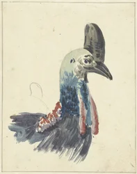 Kopf des Kasuars, Aquarell